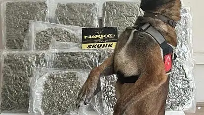 Narkotik köpeği 'Yaşa' sayesinde 10 kilo esrar yakalandı