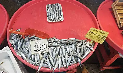 (Özel) Bandırma'da mevsim balığı olan sardalyaya yoğun talep