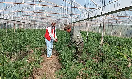 Yemişendere'de örtü altı sebze üreticilerine teknik destek
