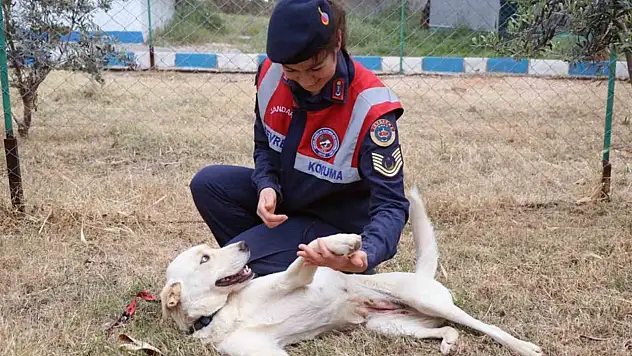 'Cesi' depremden 73 gün sonra sahibine teslim edildi