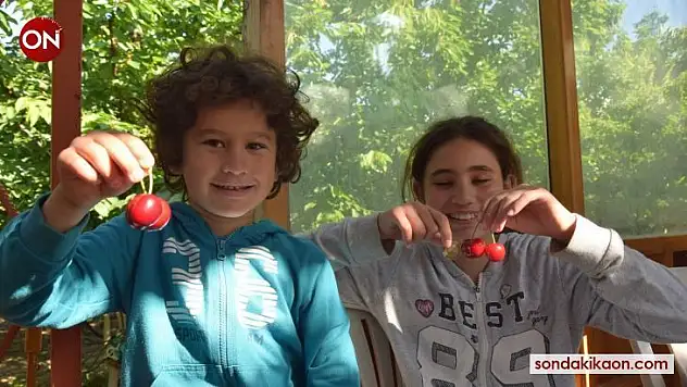 'Lapseki Devi' kiraz hasadı başladı