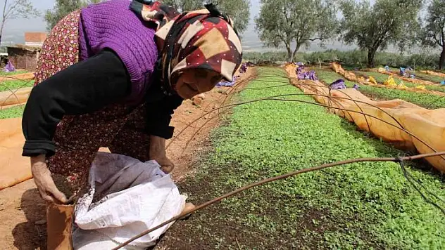 80 yaşındaki Raziye Nine gençlere taş çıkarıyor