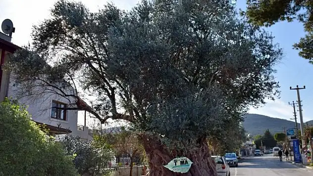 Asırlık zeytin ağaçları tarihe meydan okuyor