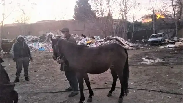 Atları kesenlere operasyon