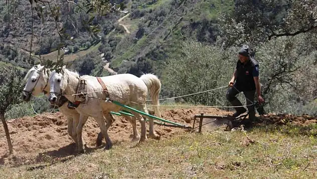 Aydın'da atların saban mesaisi başladı