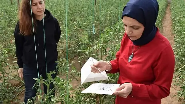 Aydın'da biyoteknik mücadele çalışmaları devam ediyor