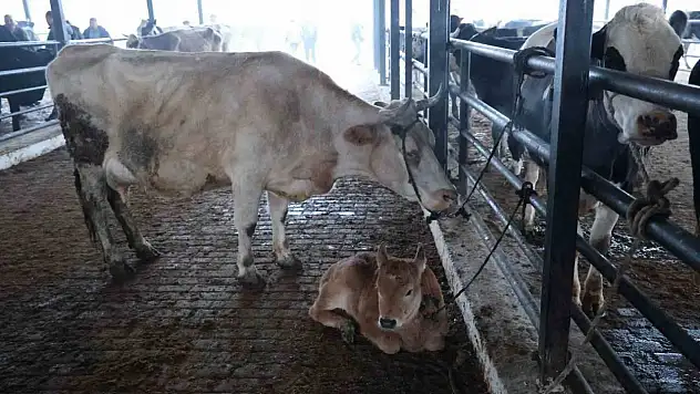Aydın'da şap karantinası, hayvan pazarı kapatıldı