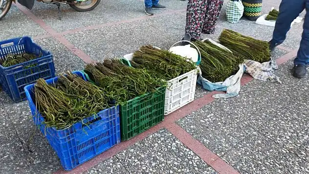 Aydın'da Sarmaşık otu yok satıyor