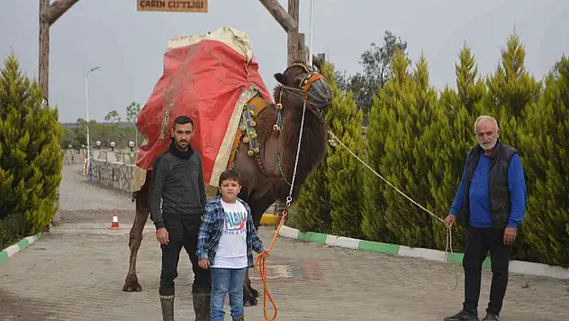Ayvalık, deve güreşleri şölenine hazırlanıyor