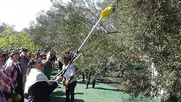 Ayvalık'ta zeytin festivali dahilinde zeytin hasadı yapıldı