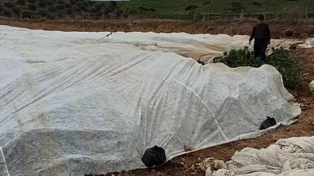 Bakla ve bezelye üreticilerinden don tehlikesine karşı elyaf örtülü önlem