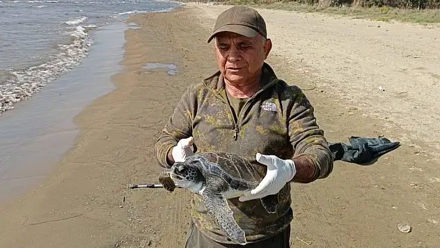 Balıkçı ağlarına takılan deniz kaplumbağası tekrar denize bırakıldı