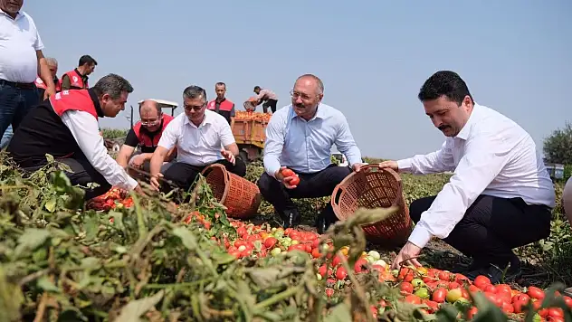 Balıkesir tarlalarında domates hasadı zamanı