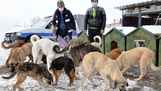 Belediye, karda sokak hayvanlarını unutmadı