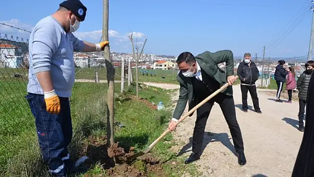 Biga Yeniceköy mahallesi ağaçlandırıldı