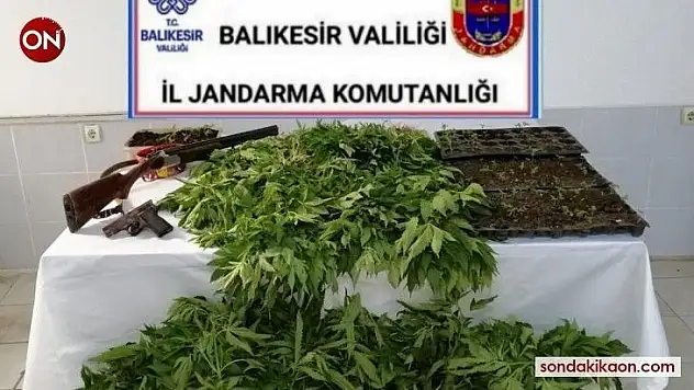 Bigadiç'te jandarmadan 4 şüpheliye kenevir operasyonu