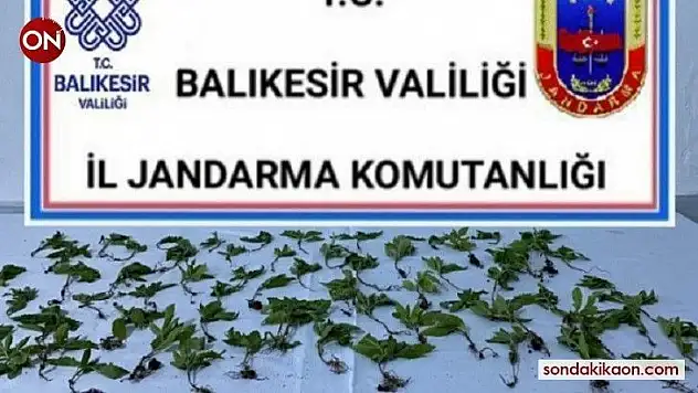 Bigadiç'te jandarmadan kenevir operasyonu
