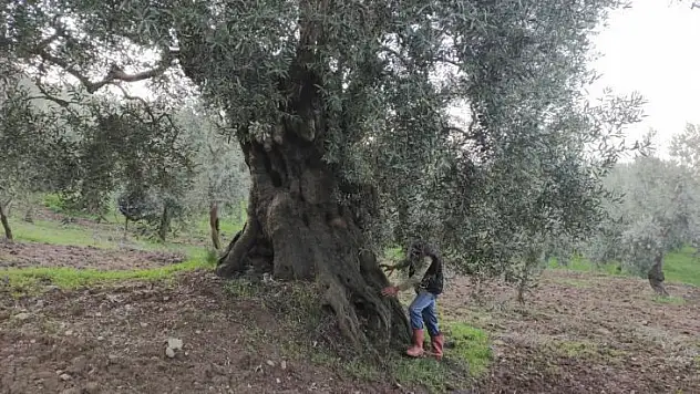 Bin 500 yıllık zeytin ağacı şifa dağıtıyor