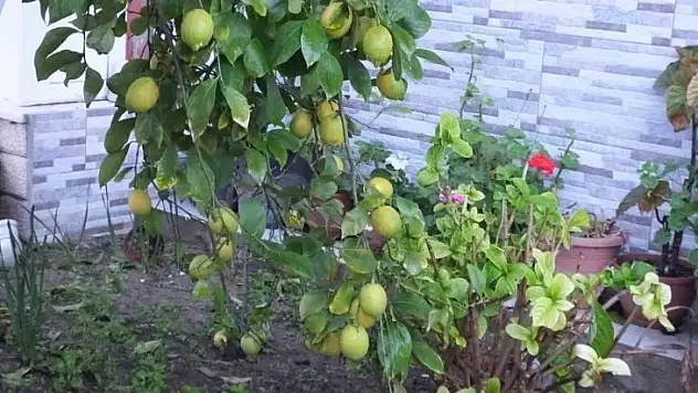 Burhaniye'de limon bereketi