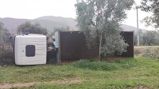 Bursa'da kamyon zeytinliğe devrildi