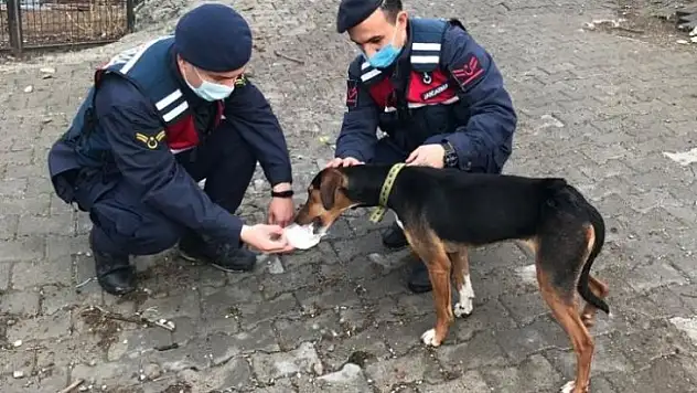 Bursa'da köpek tüfekle vuruldu