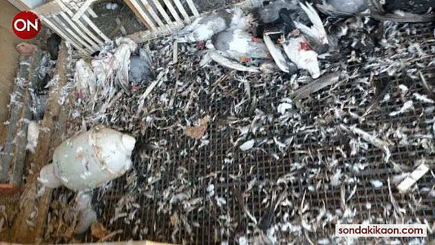 Çanakkale'de başı boş köpekler 40 güvercini parçaladı