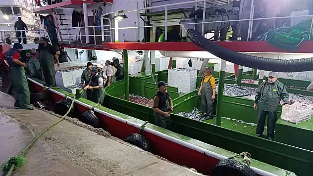 Çanakkale'de denetlenen 232 bin 700 kilogram hamsi karaya çıkarıldı