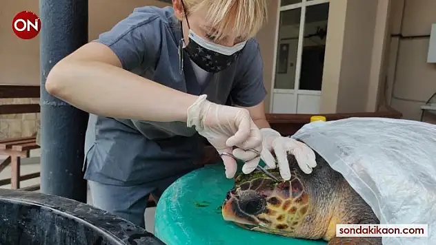 Çanakkale'de kafasından yaralanan caretta caretta tedavi altına alındı
