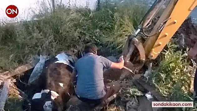 Çukura düşen inek iş makinasıyla kurtarıldı