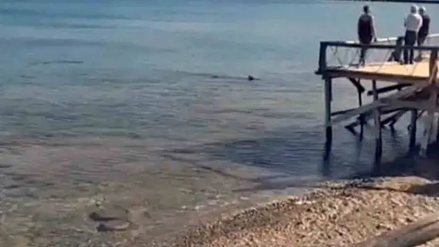 Datça'da kıyıya yakın bölgede iki köpek balığı görüldü