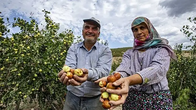 Demirci Ormanı hünnap ile şifa ve gelir kaynağı olacak