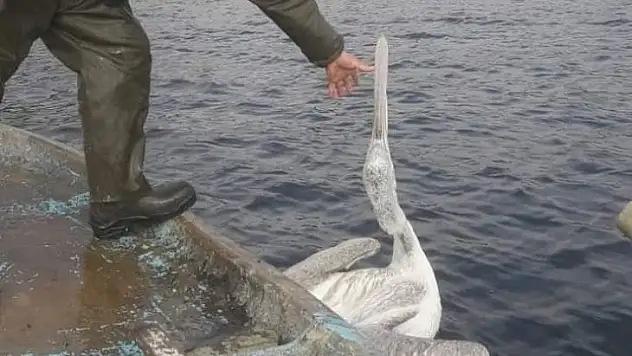 Demirköprü Barajı'nda balık ağına takılan pelikan kurtarıldı