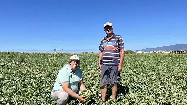 Edremit'te kabağa aşılı karpuzlar rağbet görmedi