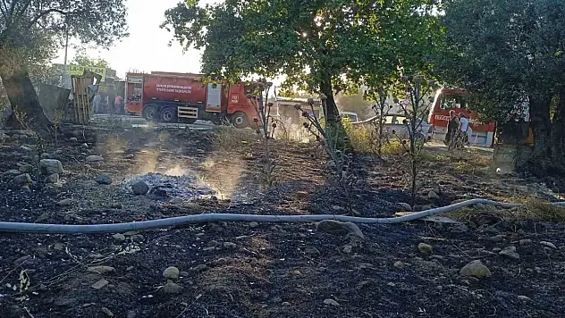 Edremit'te yangında 123 zeytin ağacı alev alev yandı