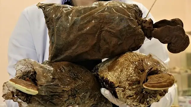 Egzamaya reishi mantarlı kremle son