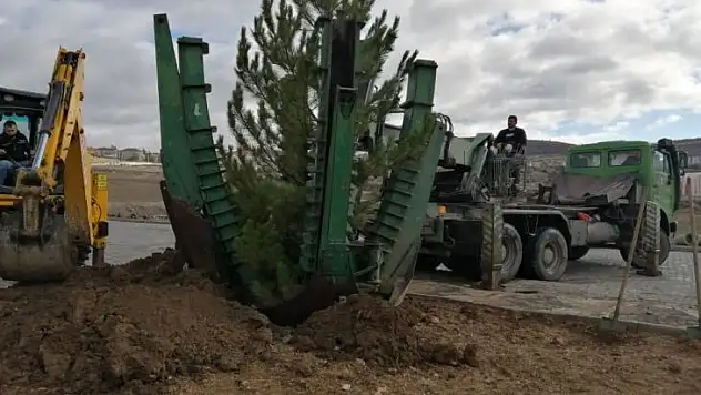 Emet'te ağaç dikim çalışmaları