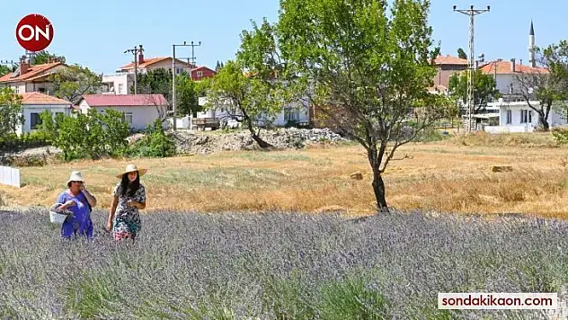 Gelibolu Tarihi Yarım Adası lavantalarla bezendi