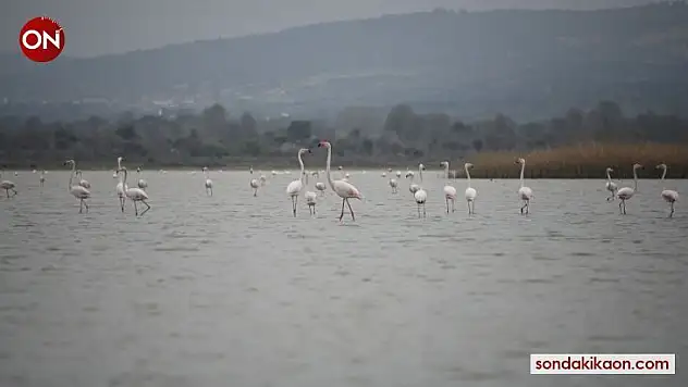 Göç eden flamingolar Çanakkale Tarihi Ala'nda durakladı