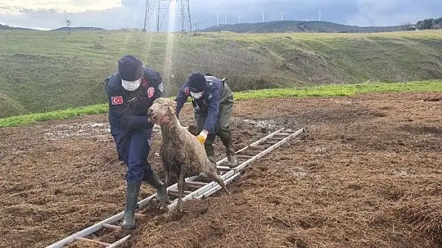 Gübre yığınına batan koyunu itfaiye kurtardı