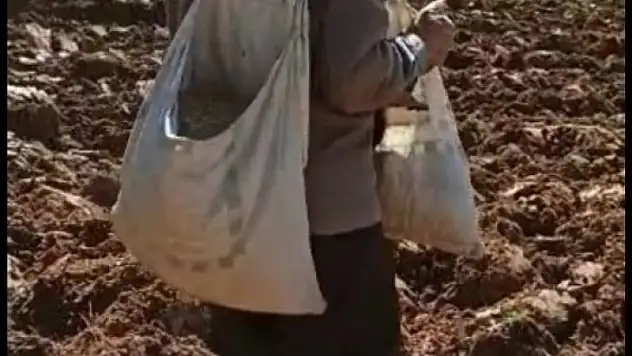 İhtiyar delikanlı traktör kullanmadan çiftçilik yapıyor
