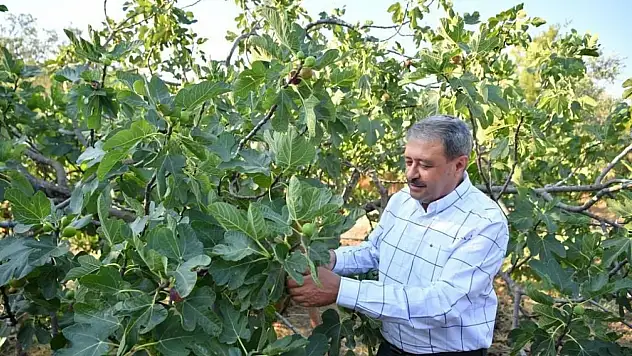 İncir hasadı devam ediyor