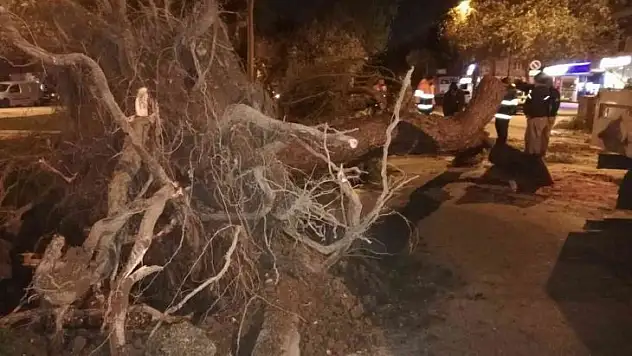 İzmir'de fırtına: Ağaçlar ve elektrik direkleri devrildi