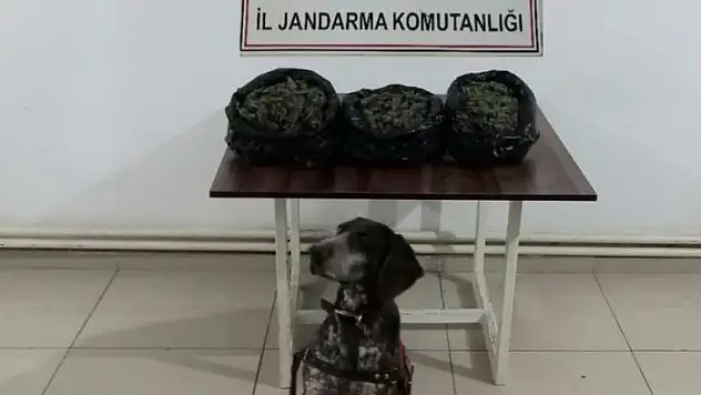 İzmir'in 3 ilçesinde jandarmadan uyuşturucu baskınları