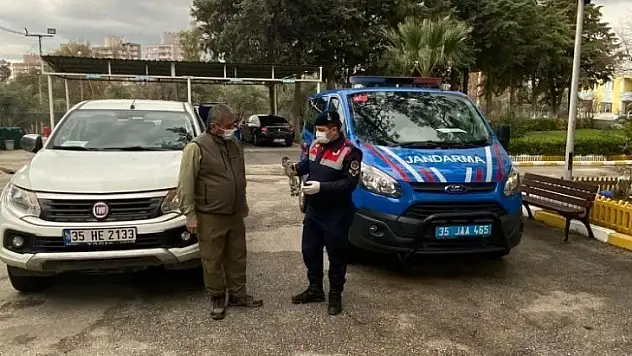 Jandarma ekipleri, yaralı şahini kurtardı