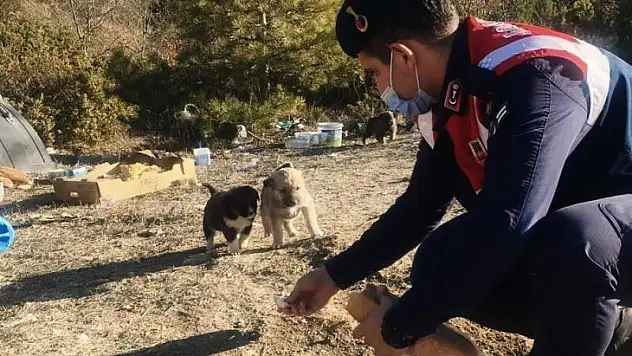 Jandarmadan sokak hayvanlarına yiyecek