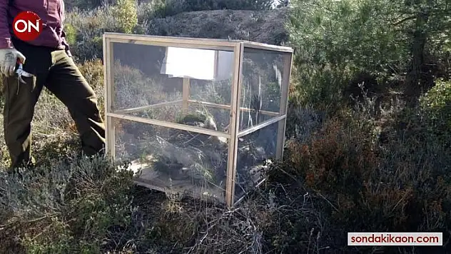 Karabiga'da çam kese böceği ile mücadele başladı