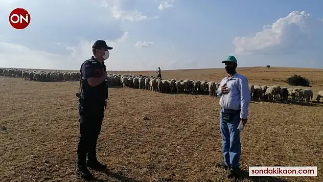 Kaybolan 55 koyun, drone ile buldu