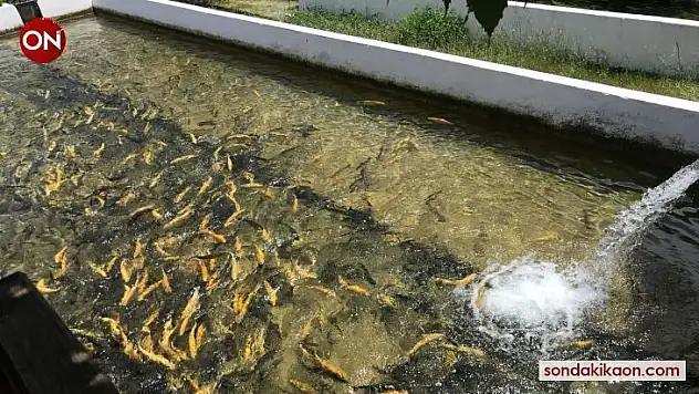 Kazdağları'nın soğuk sularında alabalık yetiştiriyorlar