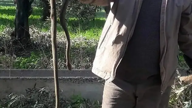 Kış ayında ortaya çıkan yılan korkuttu