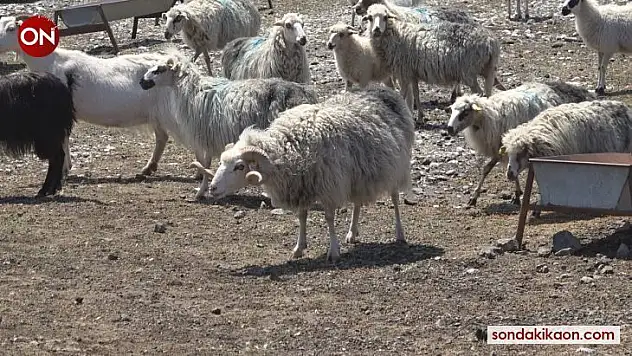 Koyun Keçi Dünyası, Gökçeada ile sahaya iniyor